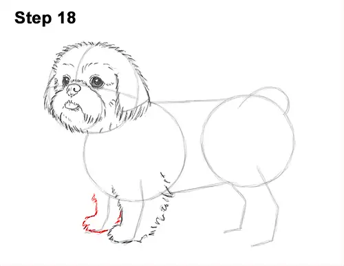 How to Draw a Cute Shih Tzu Puppy Dog 18