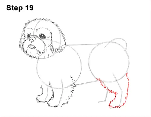 How to Draw a Cute Shih Tzu Puppy Dog 19