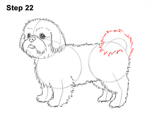 How to Draw a Cute Shih Tzu Puppy Dog 22