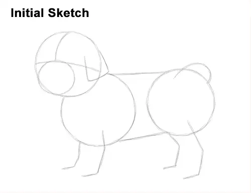 How to Draw a Cute Shih Tzu Puppy Dog Sketch
