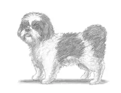 How to Draw a Shih Tzu Puppy Dog