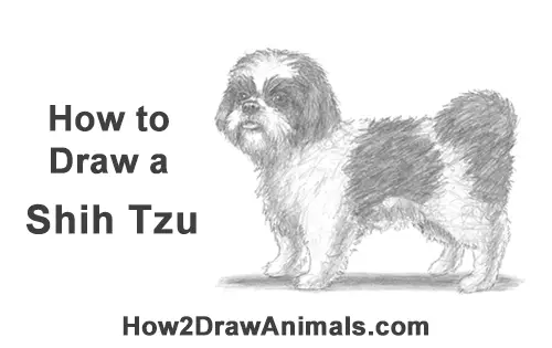 How To Draw A Dog Shih Tzu