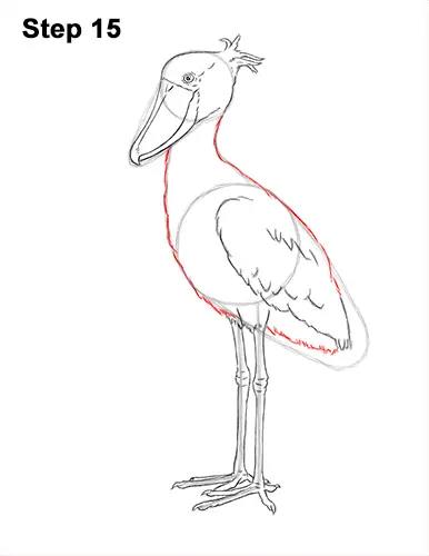 How to Draw a Shoebill Whale-headed Stork Bird 15