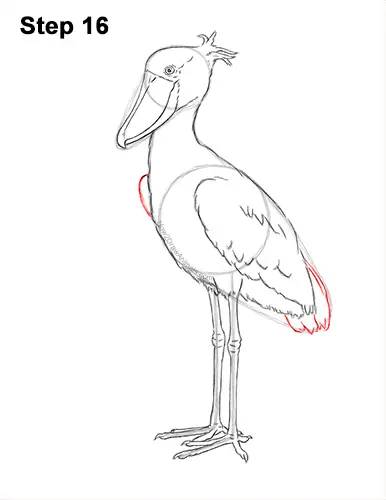 How to Draw a Shoebill Whale-headed Stork Bird 16