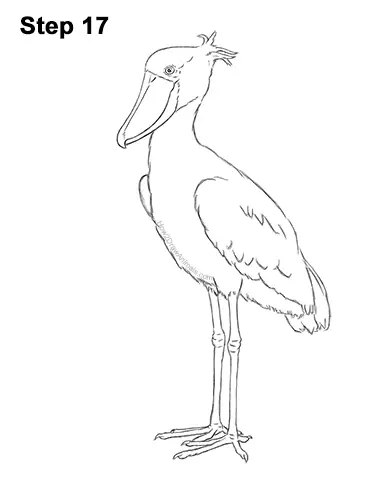 How to Draw a Shoebill Whale-headed Stork Bird 17