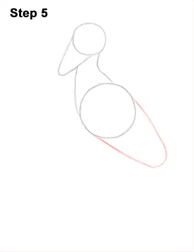 How to Draw a Shoebill Whale-headed Stork Bird 5