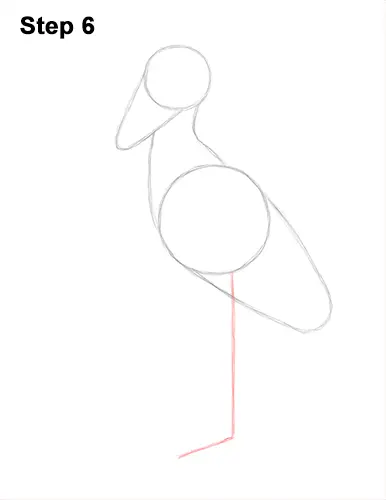 How to Draw a Shoebill Whale-headed Stork Bird 6