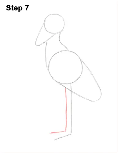 How to Draw a Shoebill Whale-headed Stork Bird 7