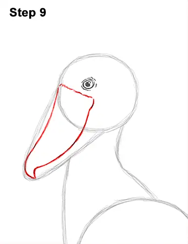 How to Draw a Shoebill Whale-headed Stork Bird 9