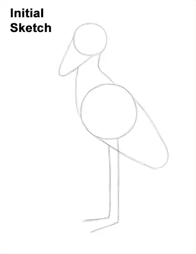 How to Draw a Shoebill Whale-headed Stork Bird Guide Lines