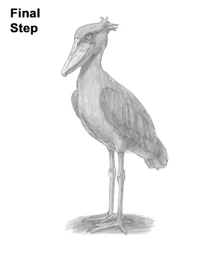 How to Draw a Shoebill Whale-headed Stork Bird