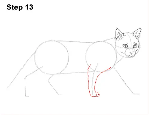 Draw Siamese Cat 13