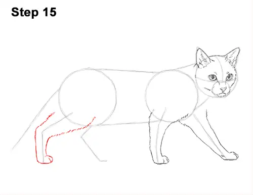 Draw Siamese Cat 15