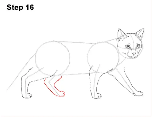 Draw Siamese Cat 16