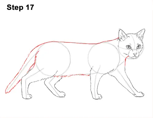 Draw Siamese Cat 17