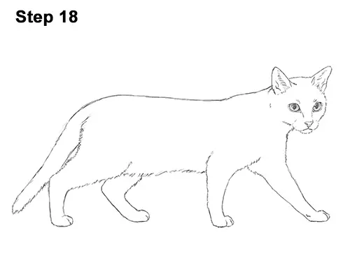 Draw Siamese Cat 18