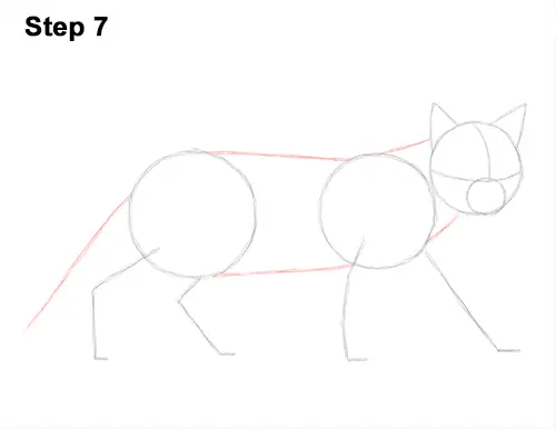 Draw Siamese Cat 7
