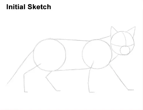 Draw Siamese Cat Initial Sketch
