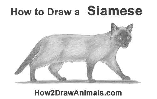 How to Draw a Siamese Cat