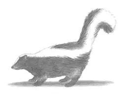 How to Draw a Skunk