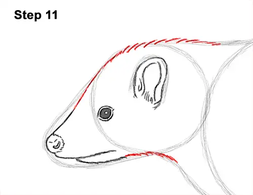 Draw Striped Skunk 11