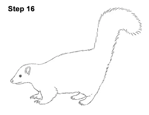 Draw Striped Skunk 16