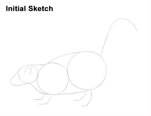 Draw Striped Skunk Sketch