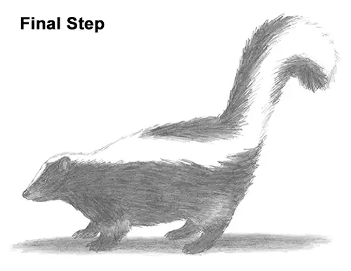 Draw Striped Skunk Last