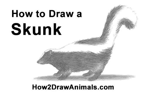 How to Draw a Skunk