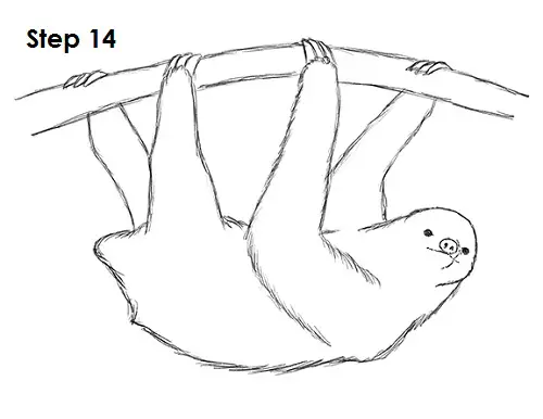 Draw Sloth 14