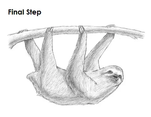 Draw Sloth Final