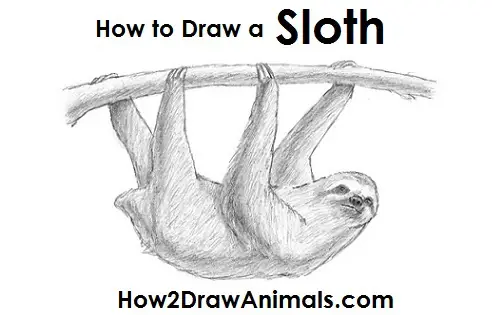 How to Draw a Three-toed Sloth Side View