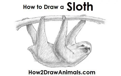 How to Draw A Very Easy Sloth | TikTok