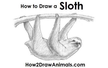 sloth drawing
