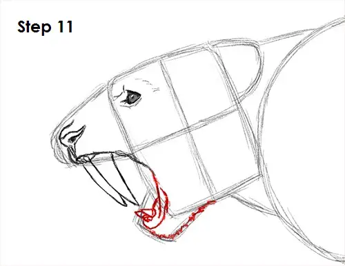 Draw Smilodon Saber-Tooth Tiger 11