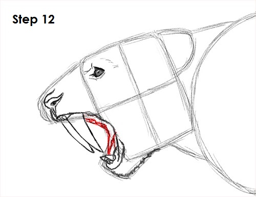 Draw Smilodon Saber-Tooth Tiger 12