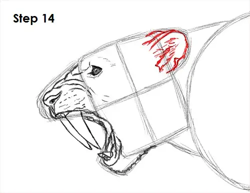 Draw Smilodon Saber-Tooth Tiger 14