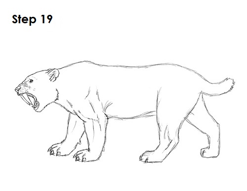 Draw Smilodon Saber-Tooth Tiger 19