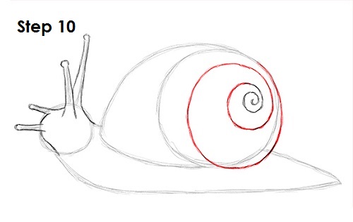 Draw Snail 10
