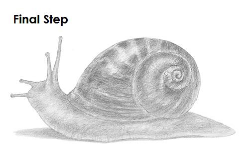 Snail Shell Drawing Section Snail Shell Sketch