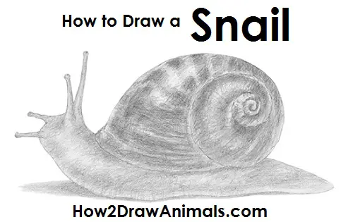 Snail Drawing - How To Draw A Snail Step By Step