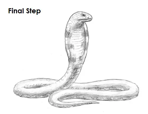 Draw King Cobra Snake Final