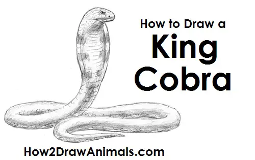 How To Draw A Snake - Cobra - Advanced - Art For Kids Hub -