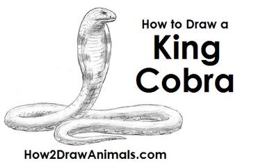 cobra drawings in pencil