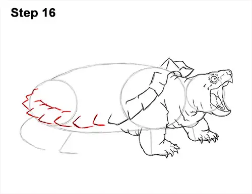 How to Draw Alligator Snapping Turtle Snapper 16