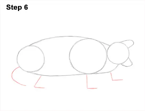 How to Draw Alligator Snapping Turtle Snapper 6