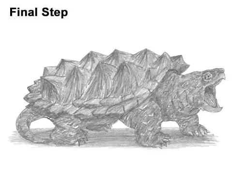 How to Draw Alligator Snapping Turtle Snapper