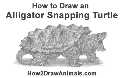 How to Draw Alligator Snapping Turtle Snapper