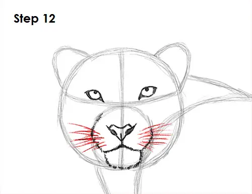 Draw Snow Leopard 12