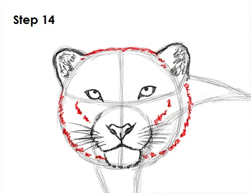 Draw Snow Leopard 14